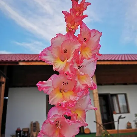 Jugul Taranului Agropensiune Polovragi, Gorj * Polovragi